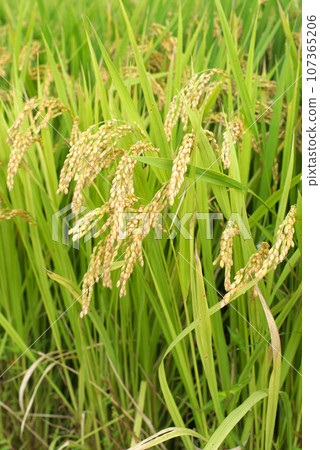 Fruit of Autumn (Rice Ino) Fruit of Autumn (Rice Ino) 107365206