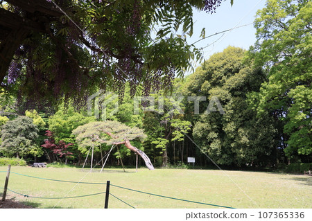 Scenery of Tataranuma Park in Oura Town, Oura District, Gunma Prefecture 107365336