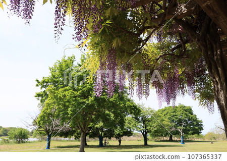 Scenery of Tataranuma Park in Oura Town, Oura District, Gunma Prefecture Scenery of Tataranuma Park in Oura Town, Oura District, Gunma Prefecture 107365337