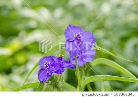  Spiderwort 107365343