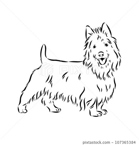 Decorative outline portrait of Dog Australian Terrier, vector 107365384