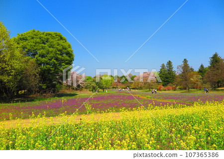油菜花田風光1 油菜花田風光1 107365386