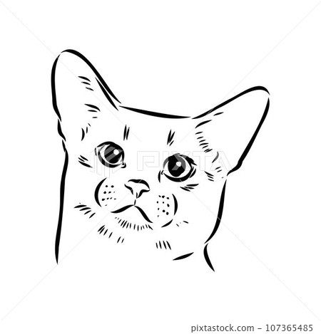 Vector outline Abyssinian Cat in black color. abyssinian cat vector sketch Vector outline Abyssinian Cat in black color. abyssinian cat vector sketch 107365485