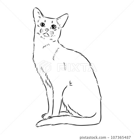 Vector outline Abyssinian Cat in black color. abyssinian cat vector sketch Vector outline Abyssinian Cat in black color. abyssinian cat vector sketch 107365487