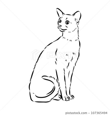 Vector outline Abyssinian Cat in black color. abyssinian cat vector sketch Vector outline Abyssinian Cat in black color. abyssinian cat vector sketch 107365494
