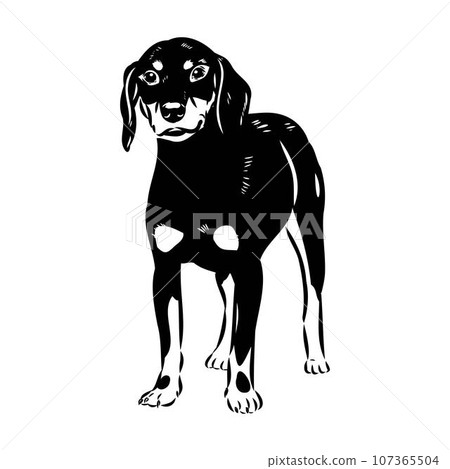 Austrian Black and Tan Hound austrian brandlbracke vector Austrian Black and Tan Hound austrian brandlbracke vector 107365504