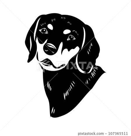 Austrian Black and Tan Hound austrian brandlbracke vector 107365511