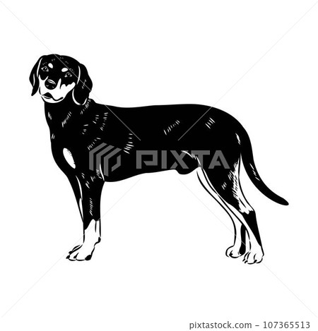 Austrian Black and Tan Hound austrian brandlbracke vector Austrian Black and Tan Hound austrian brandlbracke vector 107365513