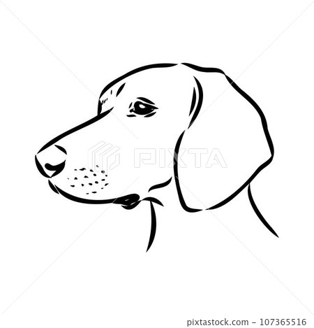 Austrian Black and Tan Hound austrian brandlbracke vector Austrian Black and Tan Hound austrian brandlbracke vector 107365516