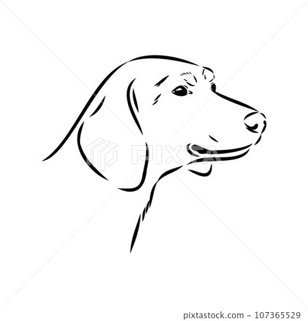 Austrian Black and Tan Hound austrian brandlbracke vector 107365529