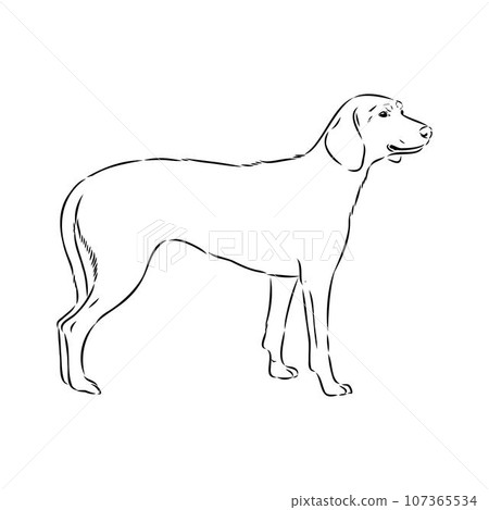 Austrian Black and Tan Hound austrian brandlbracke vector 107365534