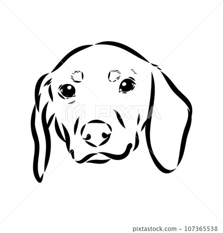 Austrian Black and Tan Hound austrian brandlbracke vector Austrian Black and Tan Hound austrian brandlbracke vector 107365538