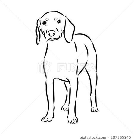 Austrian Black and Tan Hound austrian brandlbracke vector Austrian Black and Tan Hound austrian brandlbracke vector 107365540
