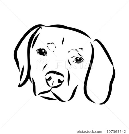 Austrian Black and Tan Hound austrian brandlbracke vector 107365542