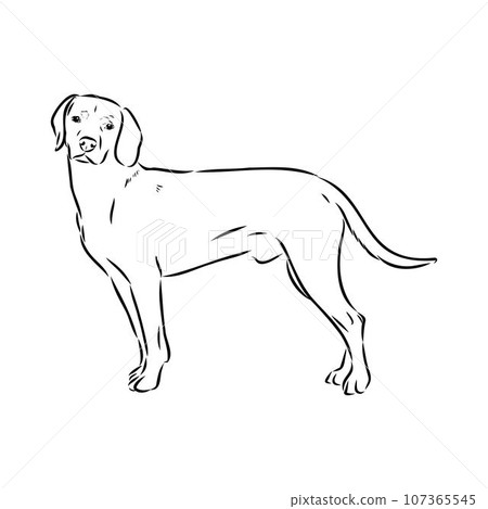 Austrian Black and Tan Hound austrian brandlbracke vector Austrian Black and Tan Hound austrian brandlbracke vector 107365545