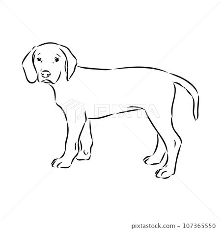 Austrian Black and Tan Hound austrian brandlbracke vector 107365550