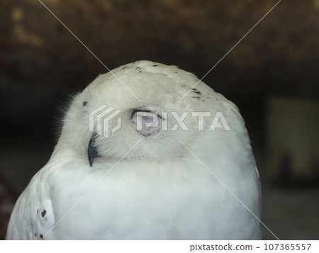 白貓頭鷹 107365557