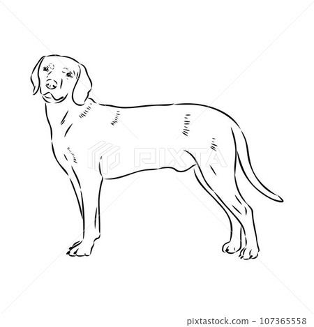 Austrian Black and Tan Hound austrian brandlbracke vector Austrian Black and Tan Hound austrian brandlbracke vector 107365558