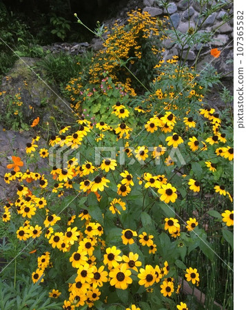 Yellow flowers blooming in Mitake Valley in summer 107365582