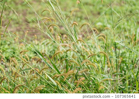 Wild foxtail heralds the arrival of autumn 107365641