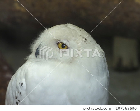 白貓頭鷹 白貓頭鷹 107365696