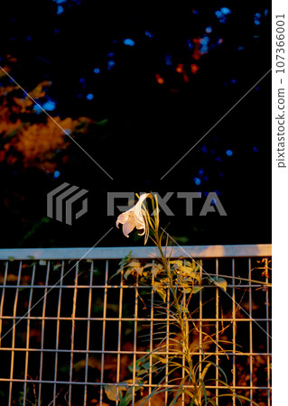 一朵白花透過柵欄偷看 107366001