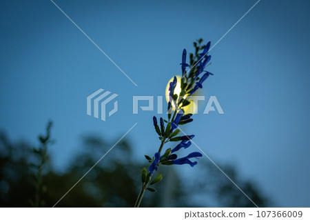 Flowers that bloom on a moonlit night Flowers that bloom on a moonlit night 107366009