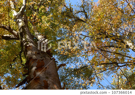 The beginning of autumn The beginning of autumn 107366014