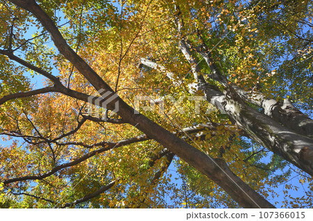 The beginning of autumn The beginning of autumn 107366015