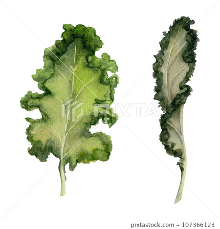 Hand drawn watercolor green salad spinach kale leaf for diet and healthy lifestyle, vegan cooking. Illustration single object isolated on white background. Design poster, print, website, card, menu 107366123