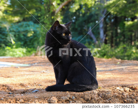 Kitten playing with black cat brother Kitten playing with black cat brother 107366235