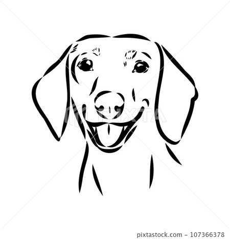 Austrian Black and Tan Hound austrian brandlbracke vector 107366378