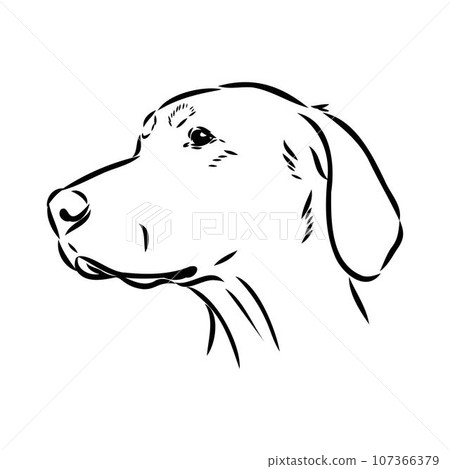 Austrian Black and Tan Hound austrian brandlbracke vector Austrian Black and Tan Hound austrian brandlbracke vector 107366379