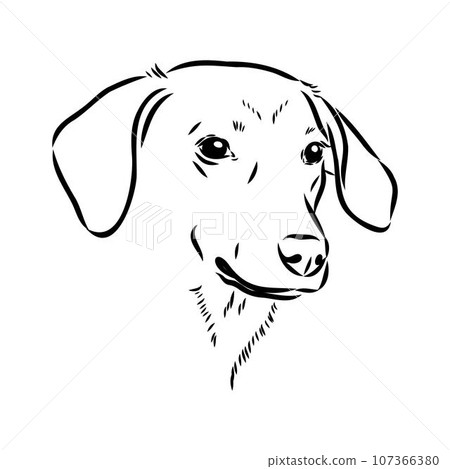 Austrian Black and Tan Hound austrian brandlbracke vector Austrian Black and Tan Hound austrian brandlbracke vector 107366380