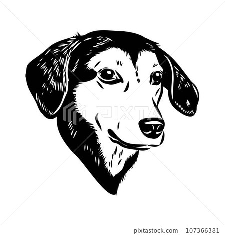 Austrian Black and Tan Hound austrian brandlbracke vector Austrian Black and Tan Hound austrian brandlbracke vector 107366381