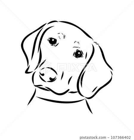 Austrian Black and Tan Hound austrian brandlbracke vector 107366402