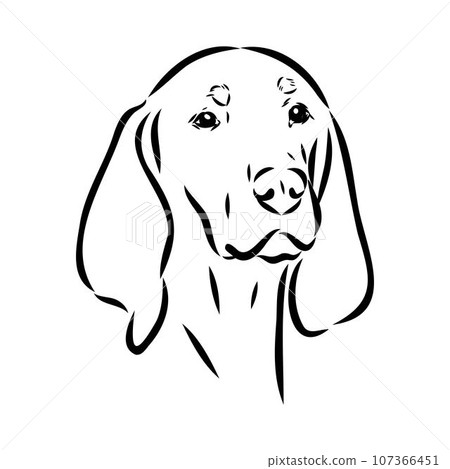 Austrian Black and Tan Hound austrian brandlbracke vector Austrian Black and Tan Hound austrian brandlbracke vector 107366451