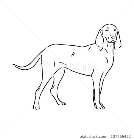 Austrian Black and Tan Hound austrian brandlbracke vector Austrian Black and Tan Hound austrian brandlbracke vector 107366452