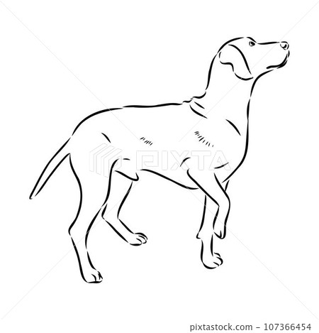 Austrian Black and Tan Hound austrian brandlbracke vector Austrian Black and Tan Hound austrian brandlbracke vector 107366454