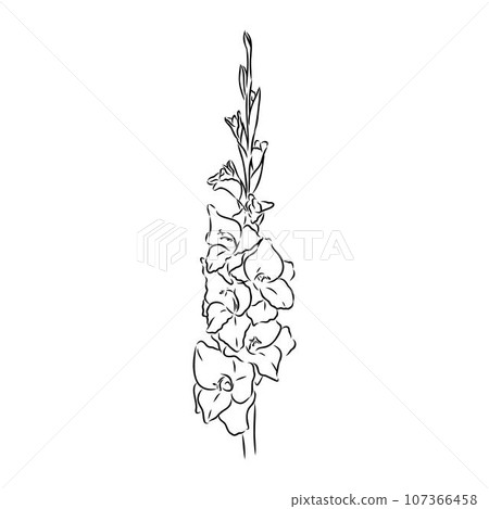 floral blooming gladiolus hand drawn vector illustration sketch 107366458
