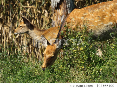 Ezoshika of Kushiro Marsh Ezoshika of Kushiro Marsh 107366500