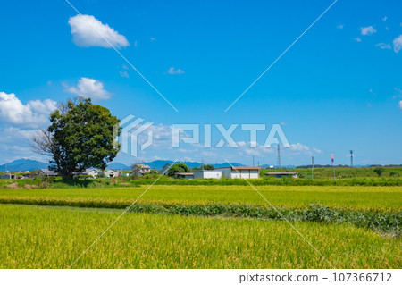 夏天藍天和米領域 107366712