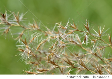 Ears of a Japanese cedar 107366863