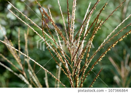 Ears of a Japanese cedar 107366864