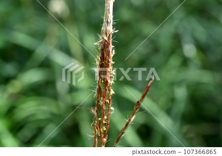 Ears of a Japanese cedar 107366865