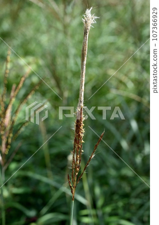 Ears of a Japanese cedar 107366929