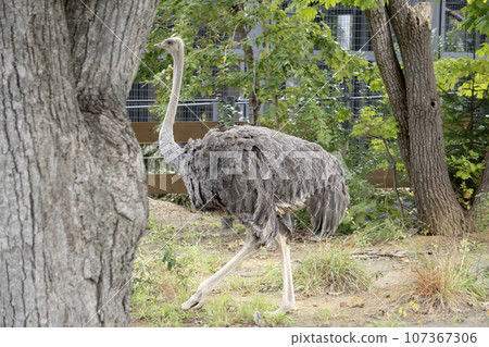 札幌市圓山動物園的鴕鳥 107367306