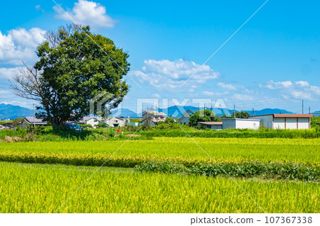夏季農村風光 107367338