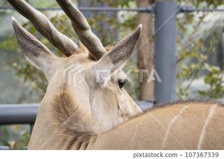 札幌市圓山動物園的大羚羊 107367339