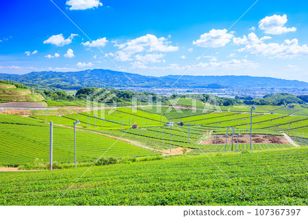 Summer Yame Chuo Tea Garden Yame City, Fukuoka Prefecture Summer Yame Chuo Tea Garden Yame City, Fukuoka Prefecture 107367397